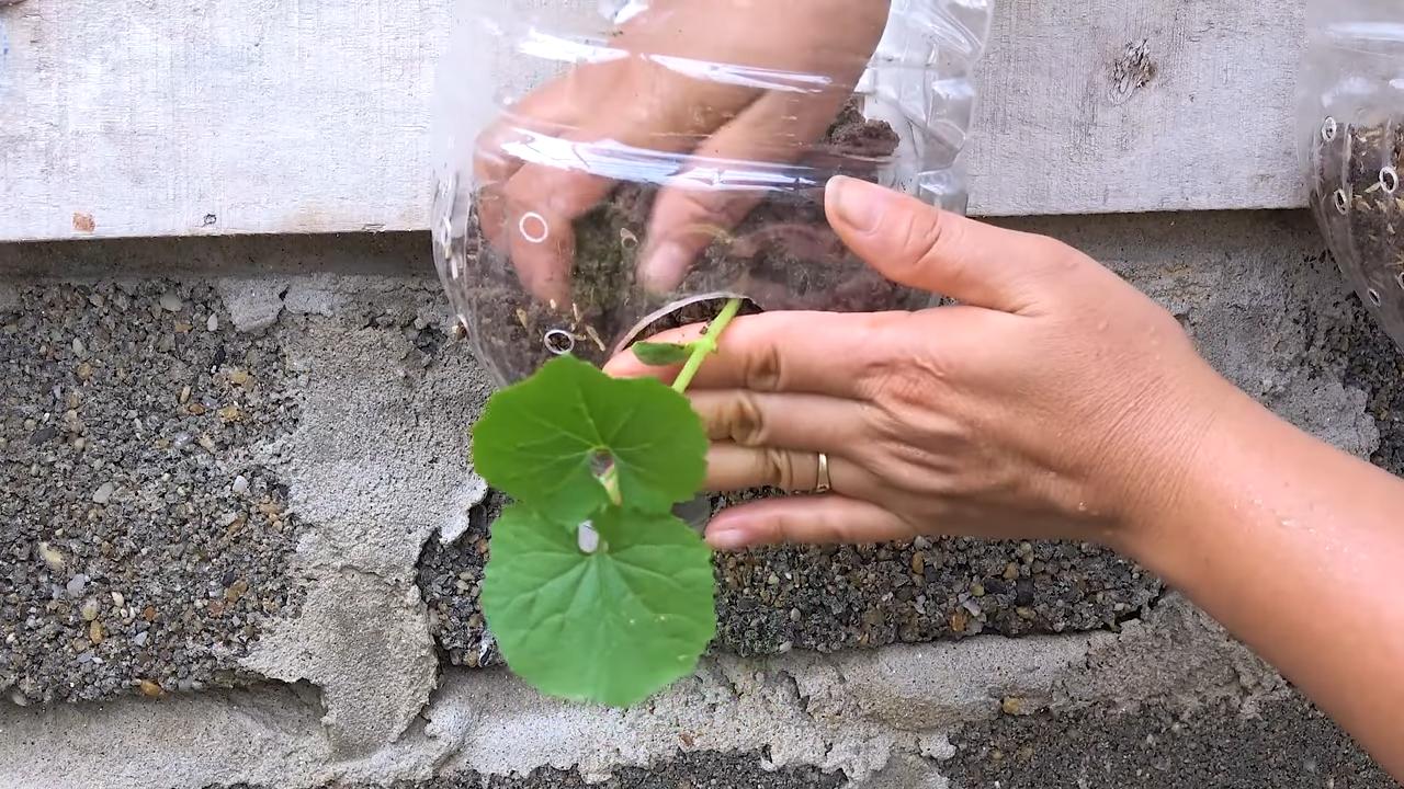 Grow Bitter Melon Anywhere