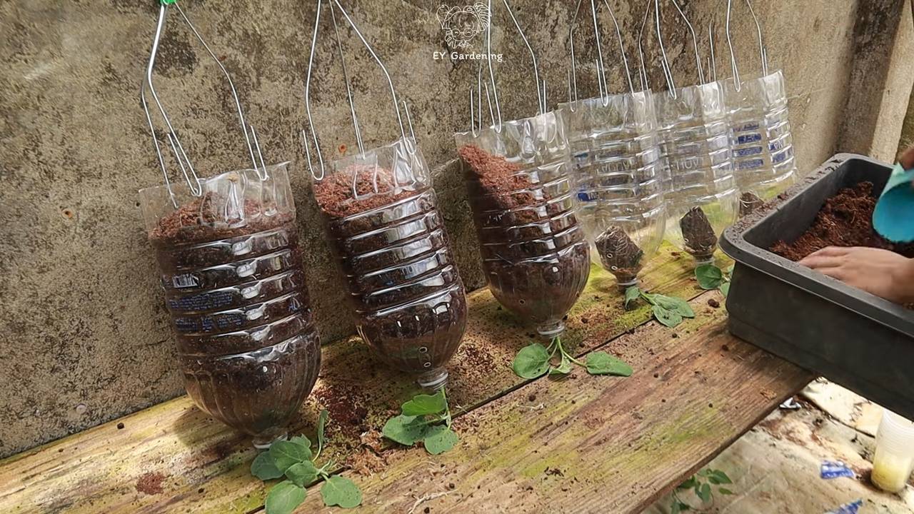 Upside Down Eggplant Garden