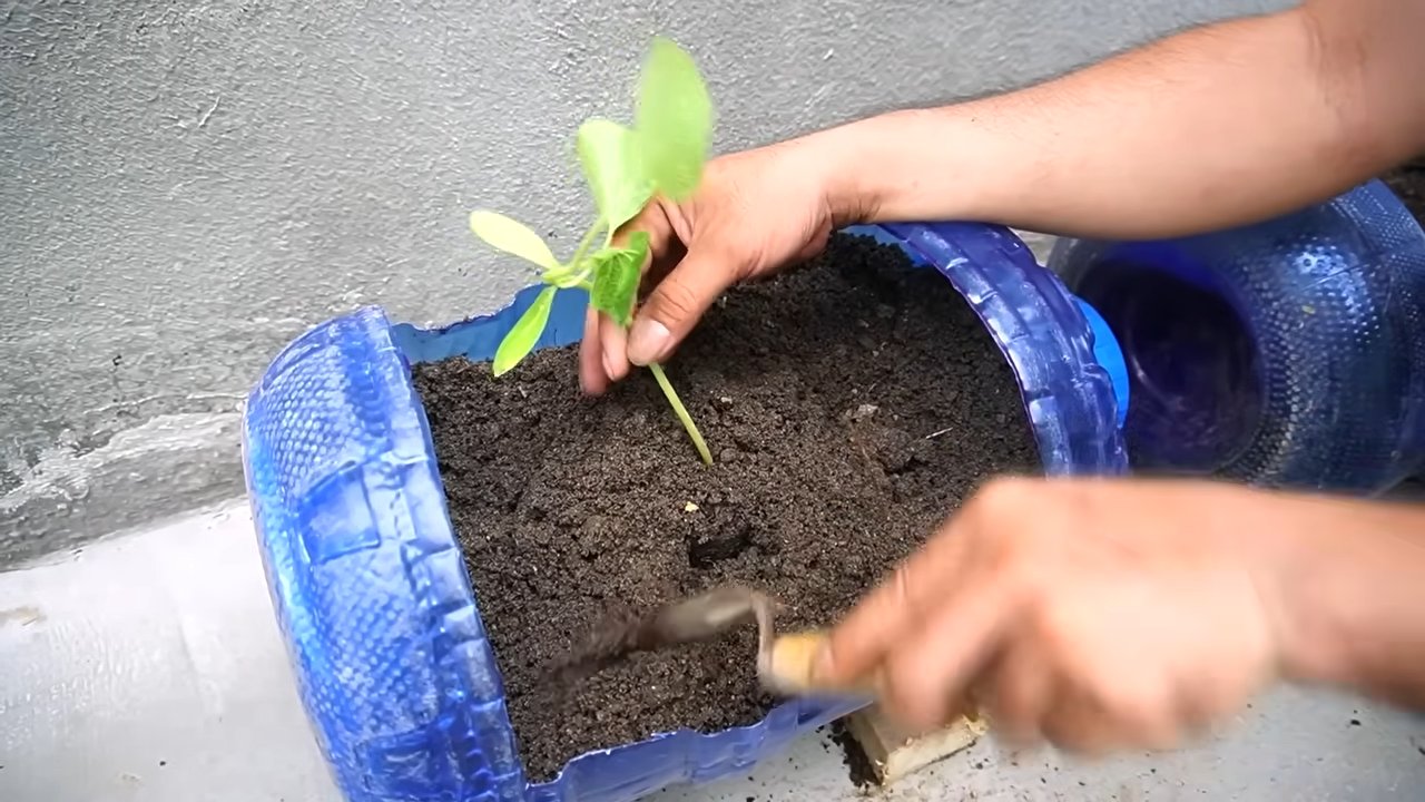 Home gardening pumpkins