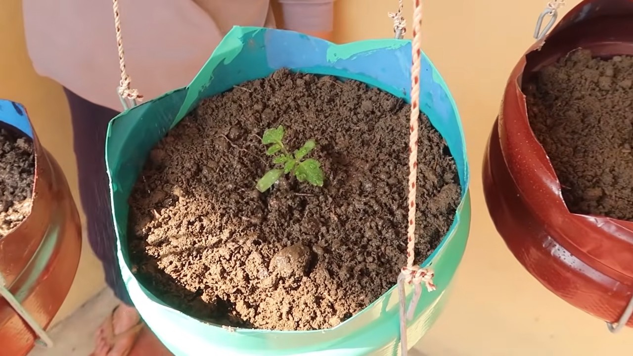 Tomato care tips