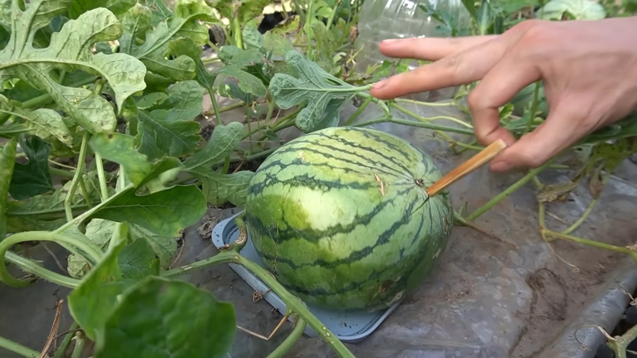 Square Watermelon Growing DIY