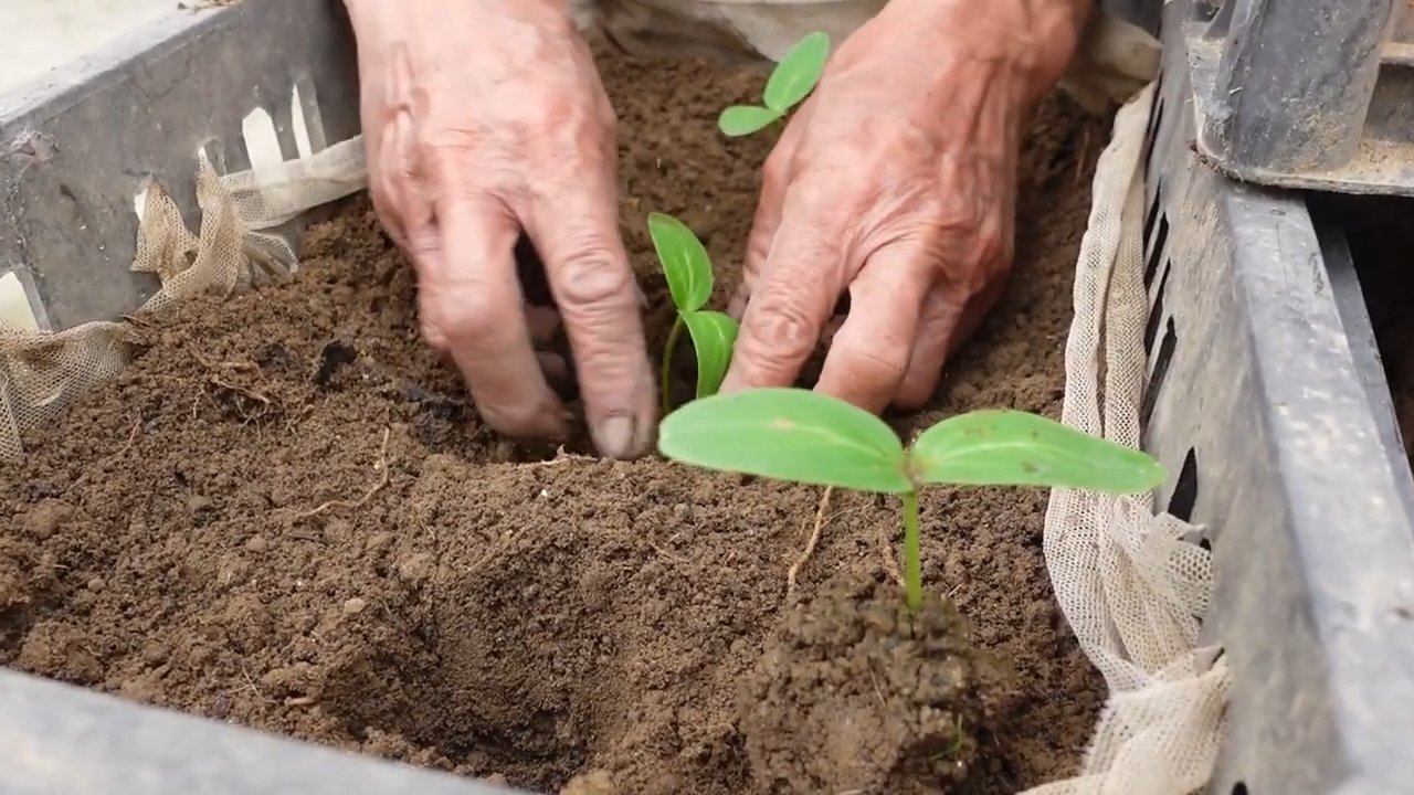 Cucumber harvest mistake