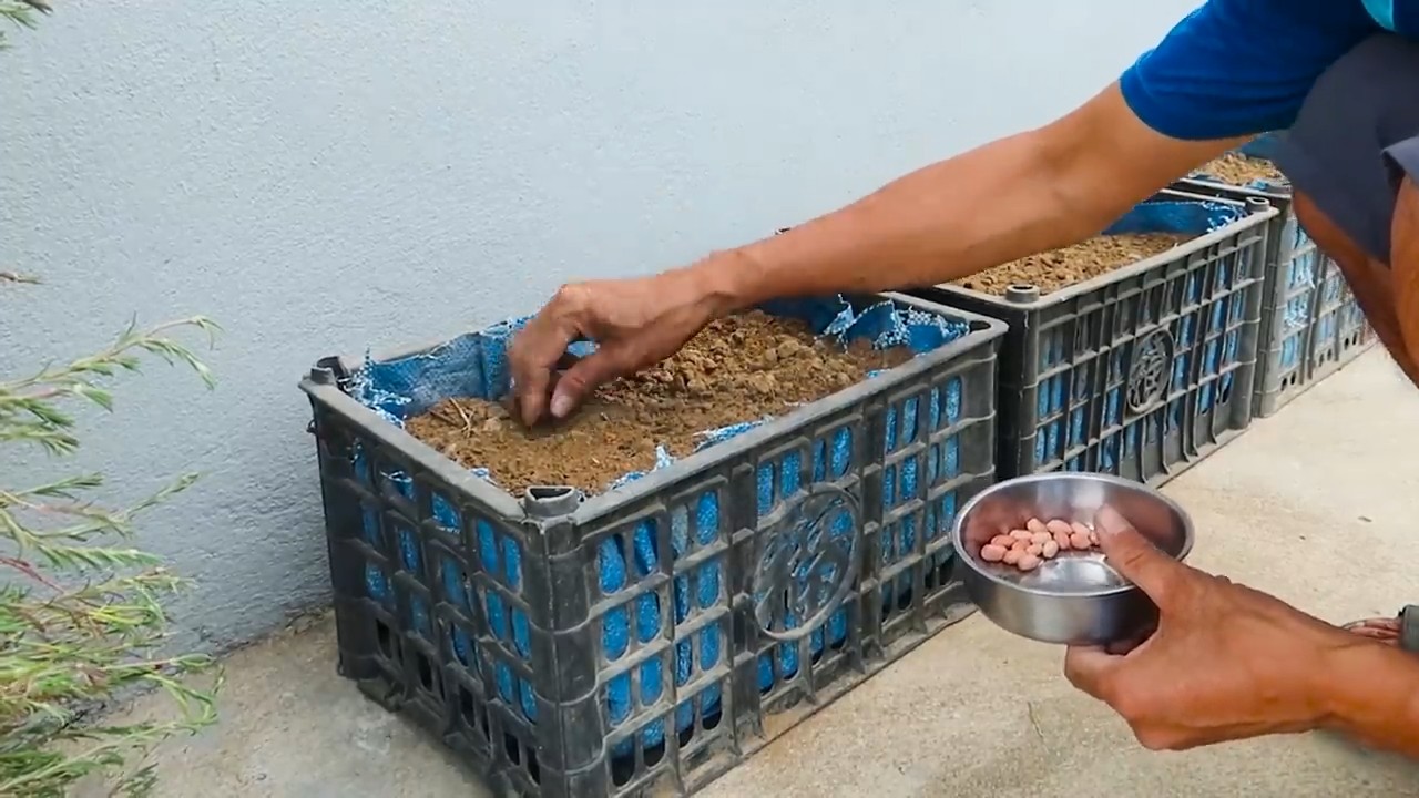 Grow peanuts at home