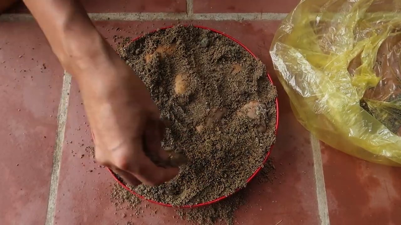 Grow potatoes at home