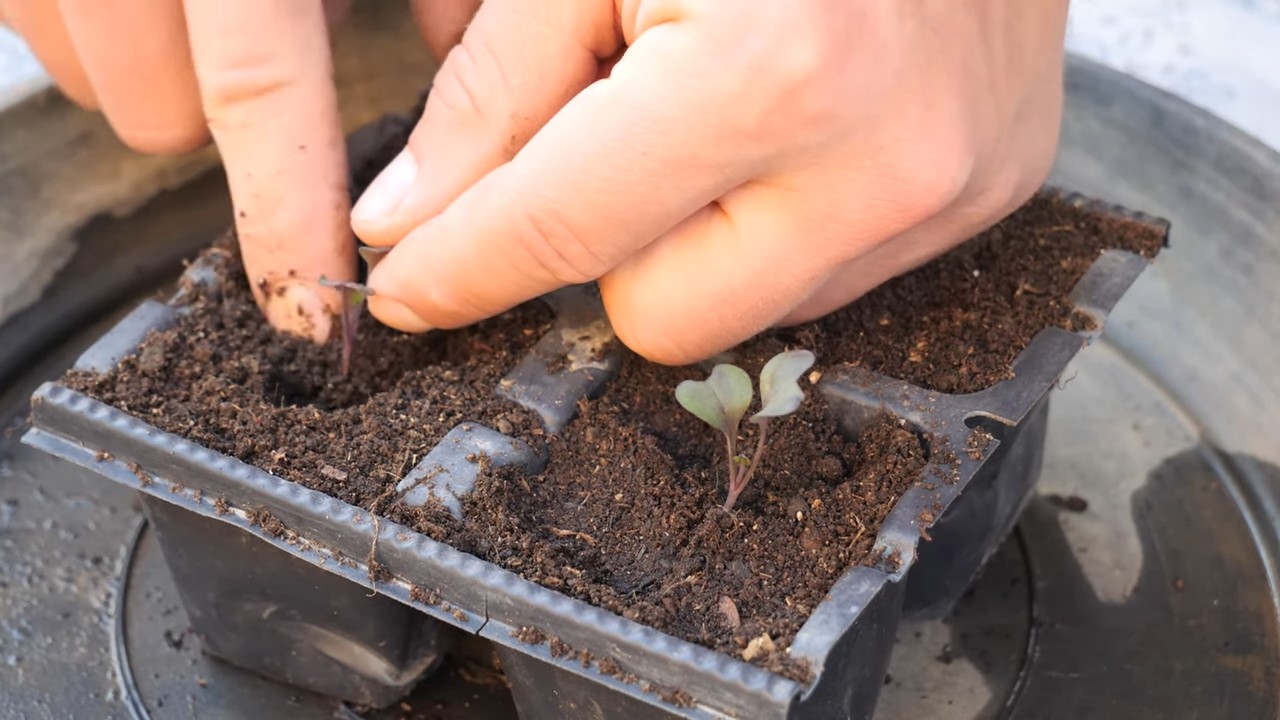 Container Red Cabbage Growing