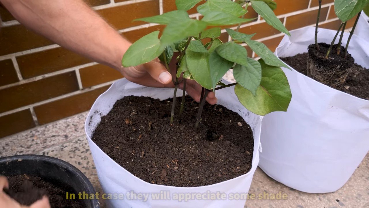 Growing purple bush beans