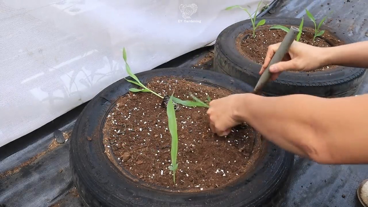 Growing Black Corn in Containers
