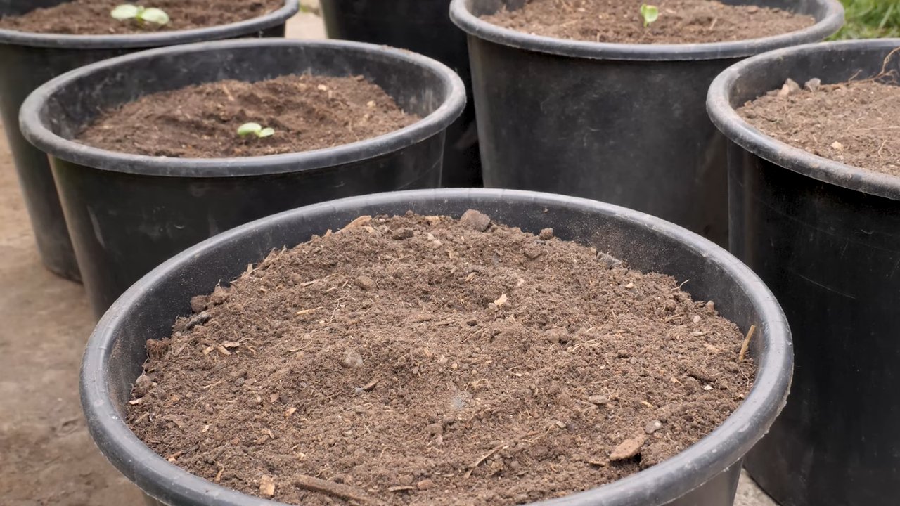Vertical sunflower gardening
