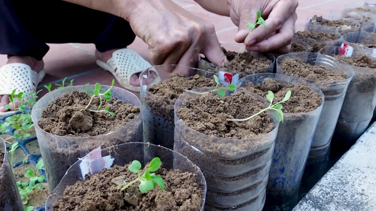 Landless Vegetable Gardening
