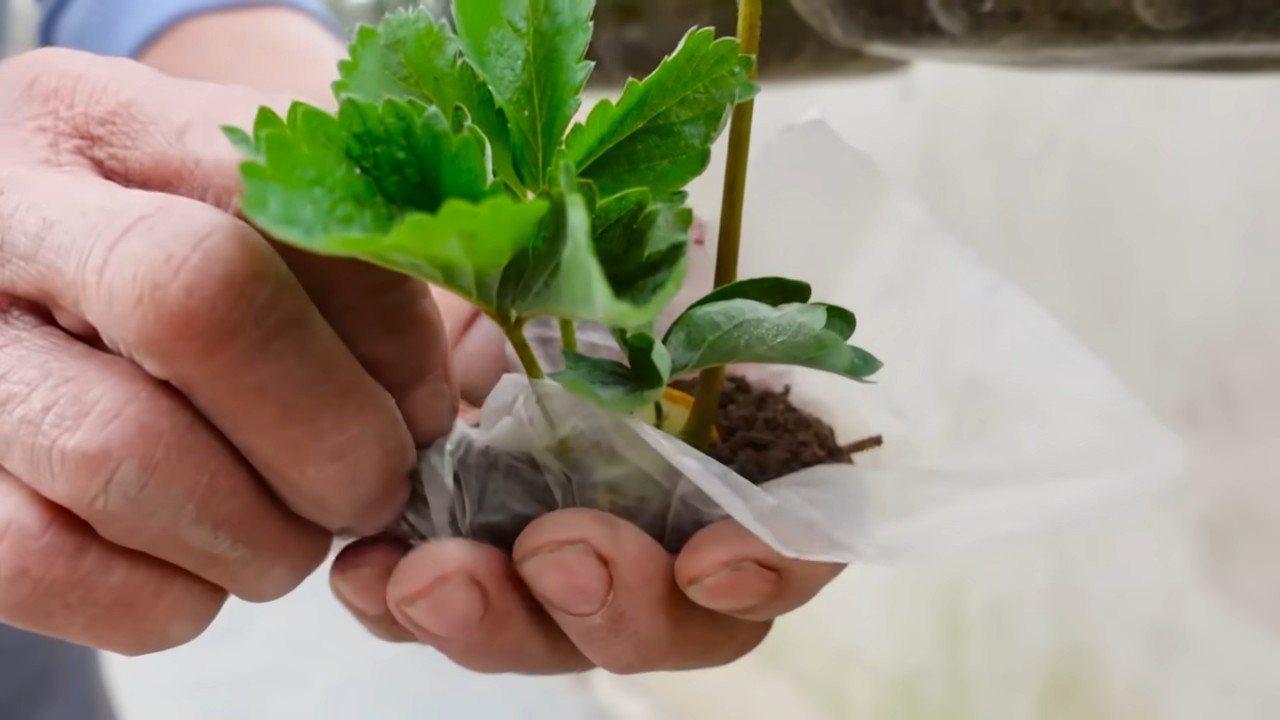 Grow Strawberries at Home