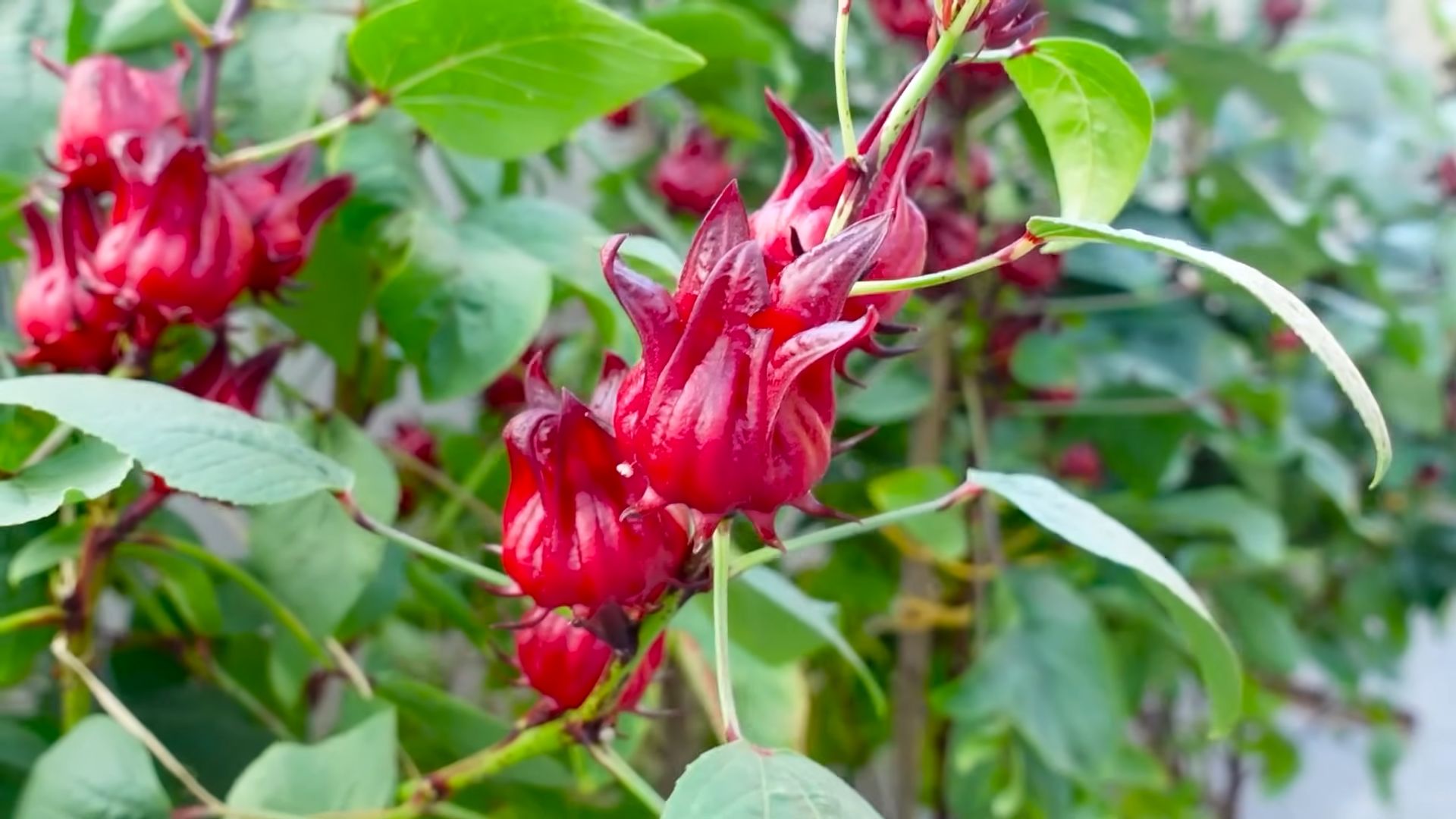 Grow Hibiscus Year Round