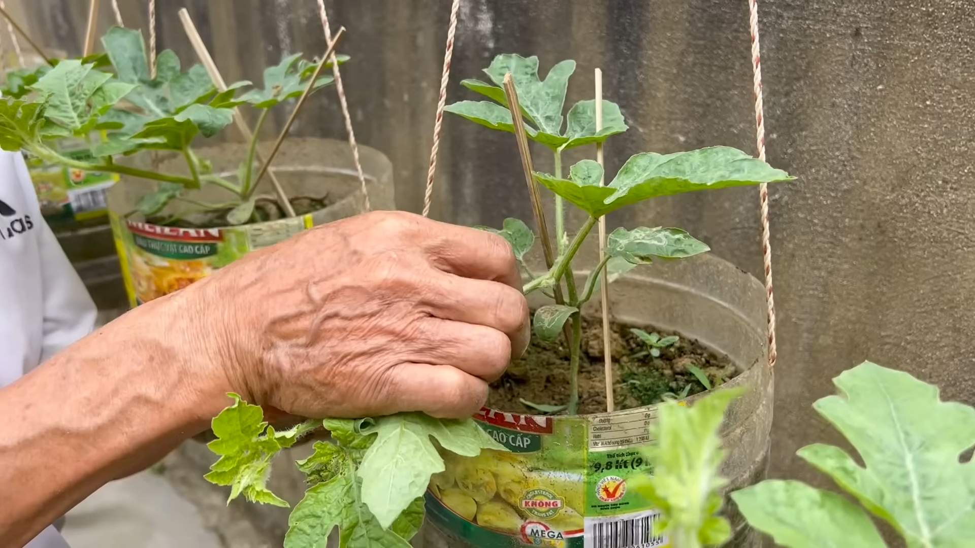 Growing Watermelons Secret Tips