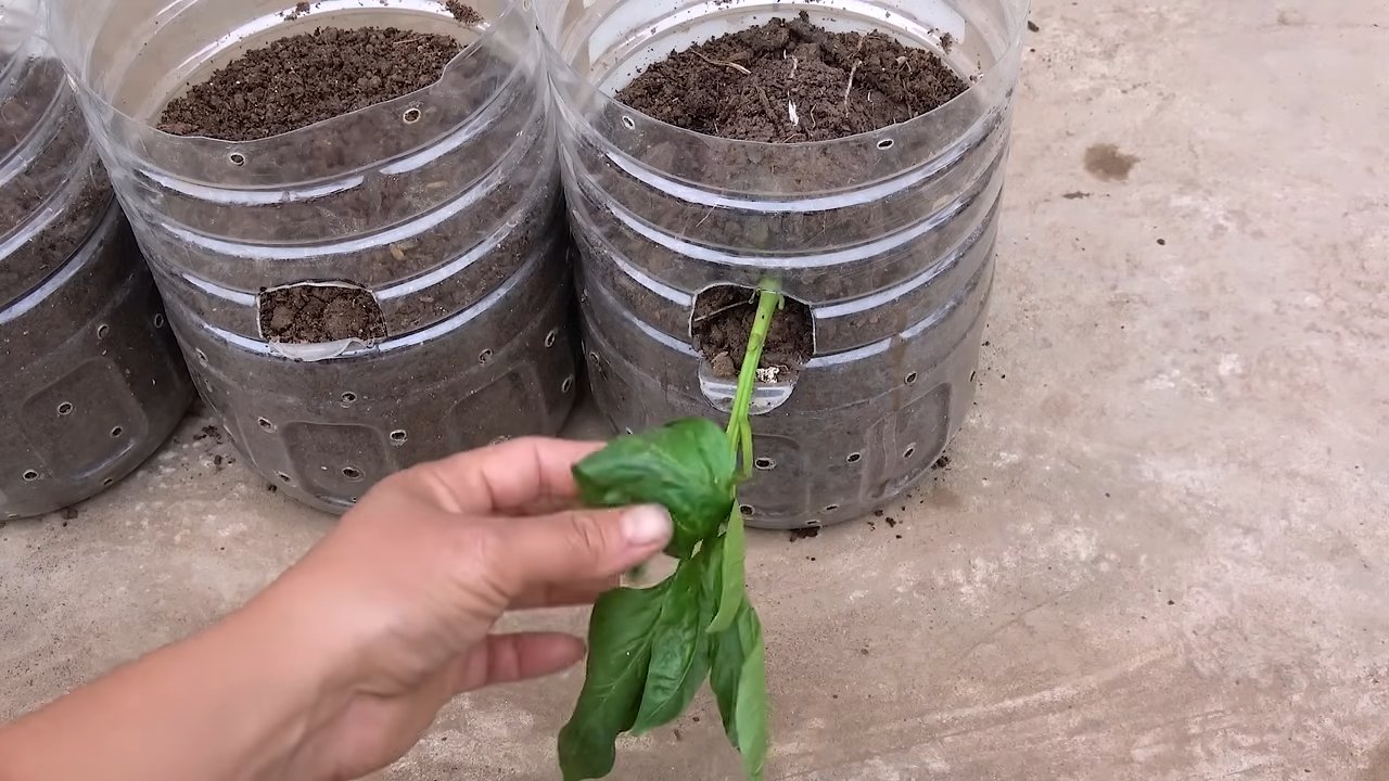 Bottle garden bell peppers