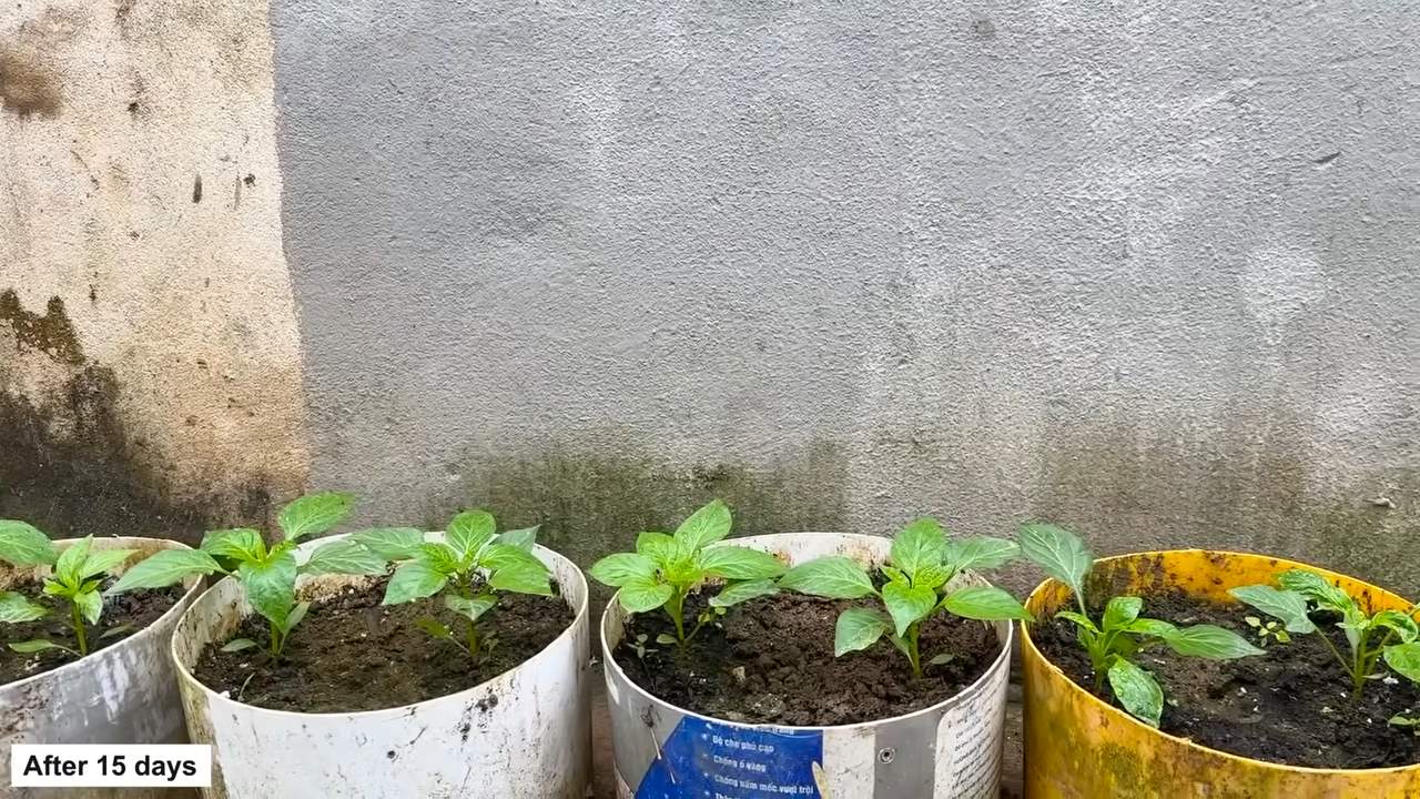 Growing Peppers at Home