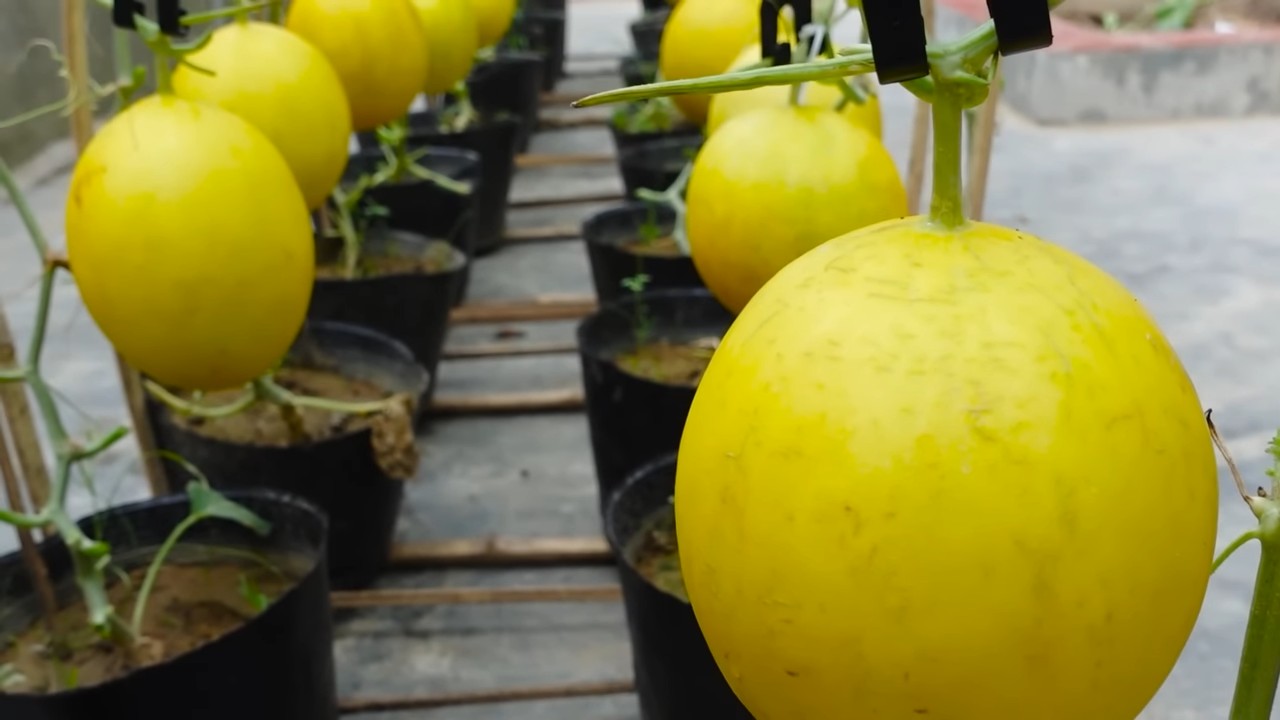 Melon harvest tips