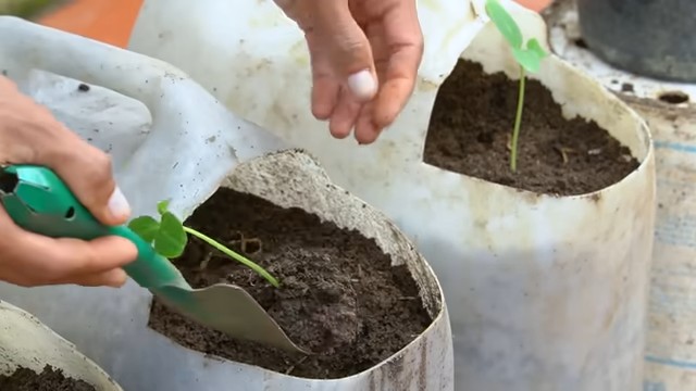 Beginner tomato gardening solutions