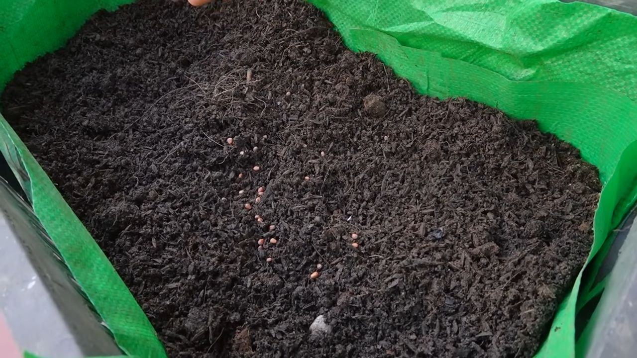 Grow radishes fast