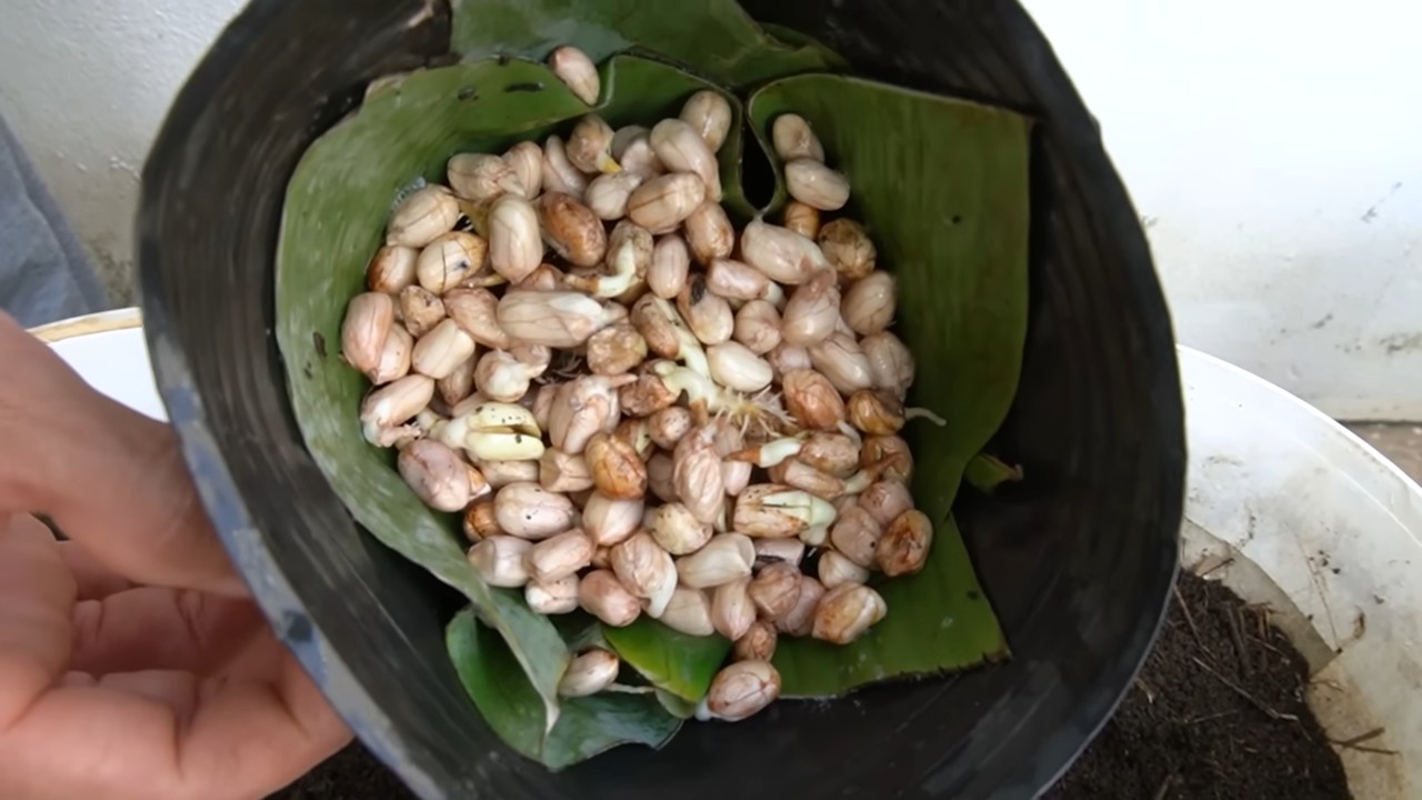 Harvesting peanuts no garden beds