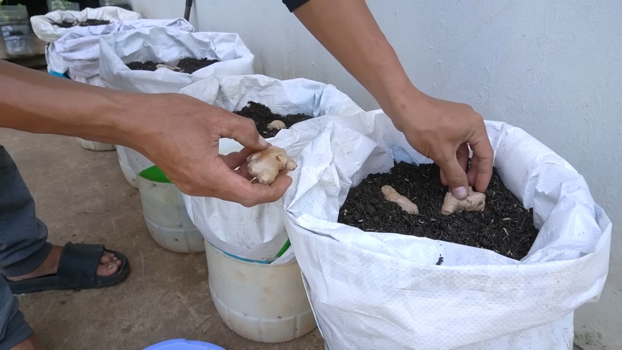 Ginger Growing Hacks
