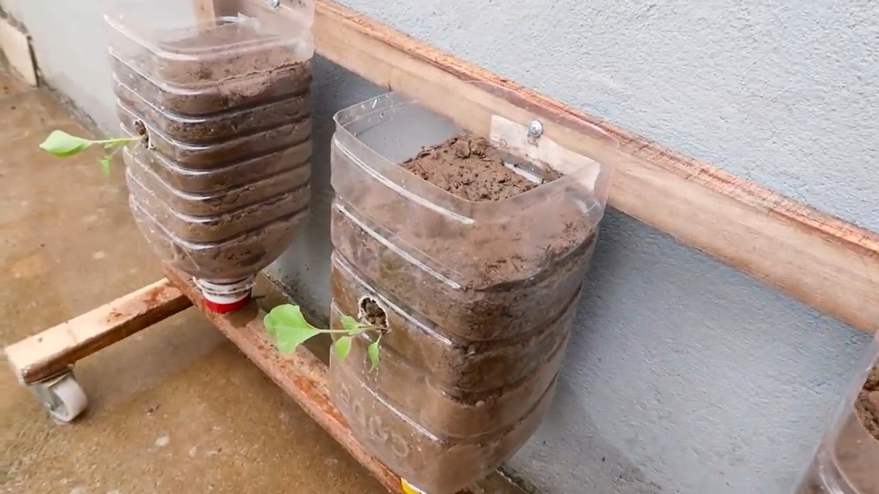 Grow Eggplant at Home