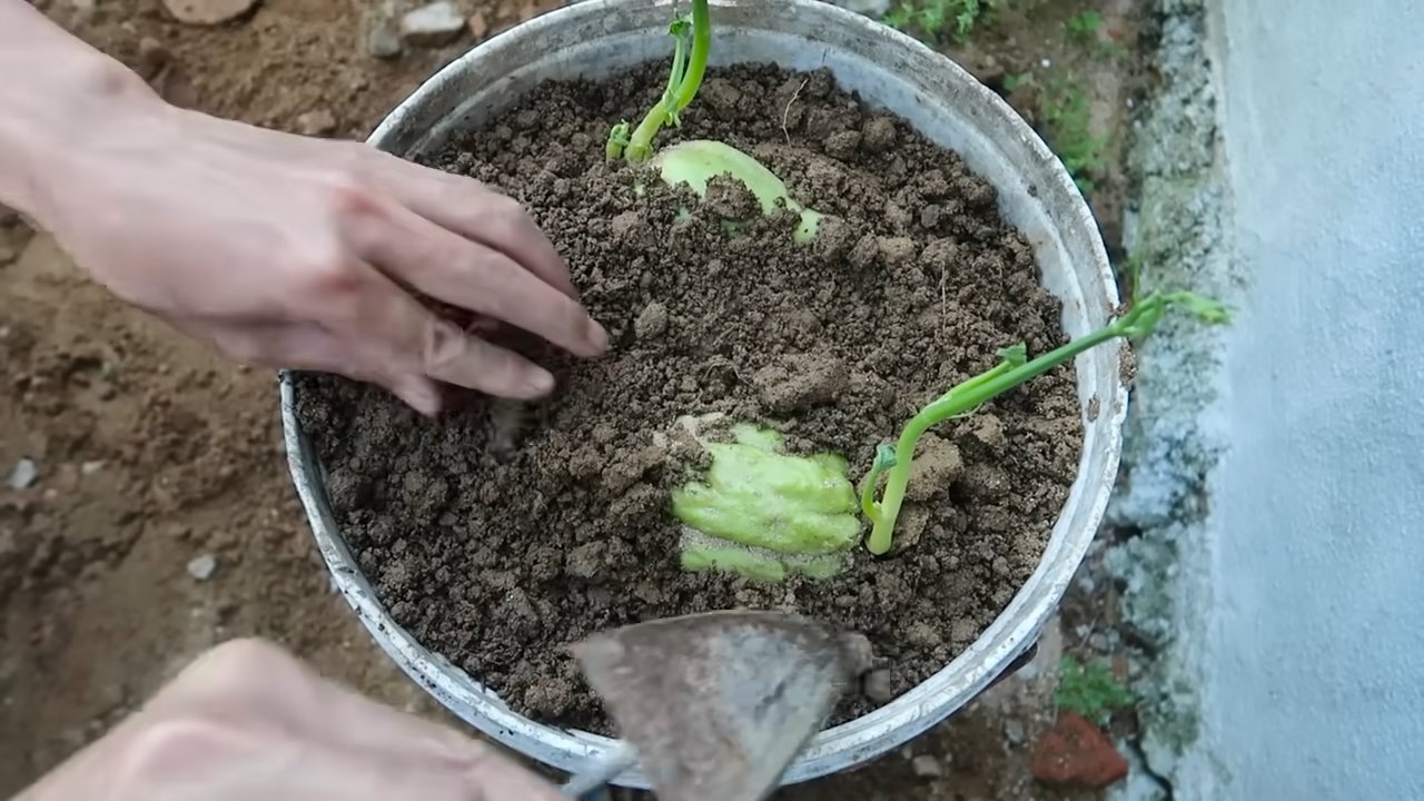 Grow Chayote in Small Spaces