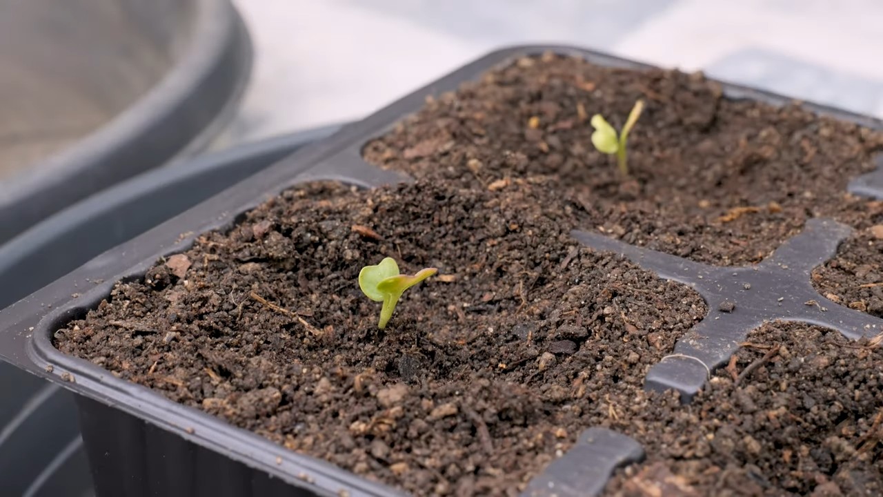 Growing Romanesco Cauliflower Pots