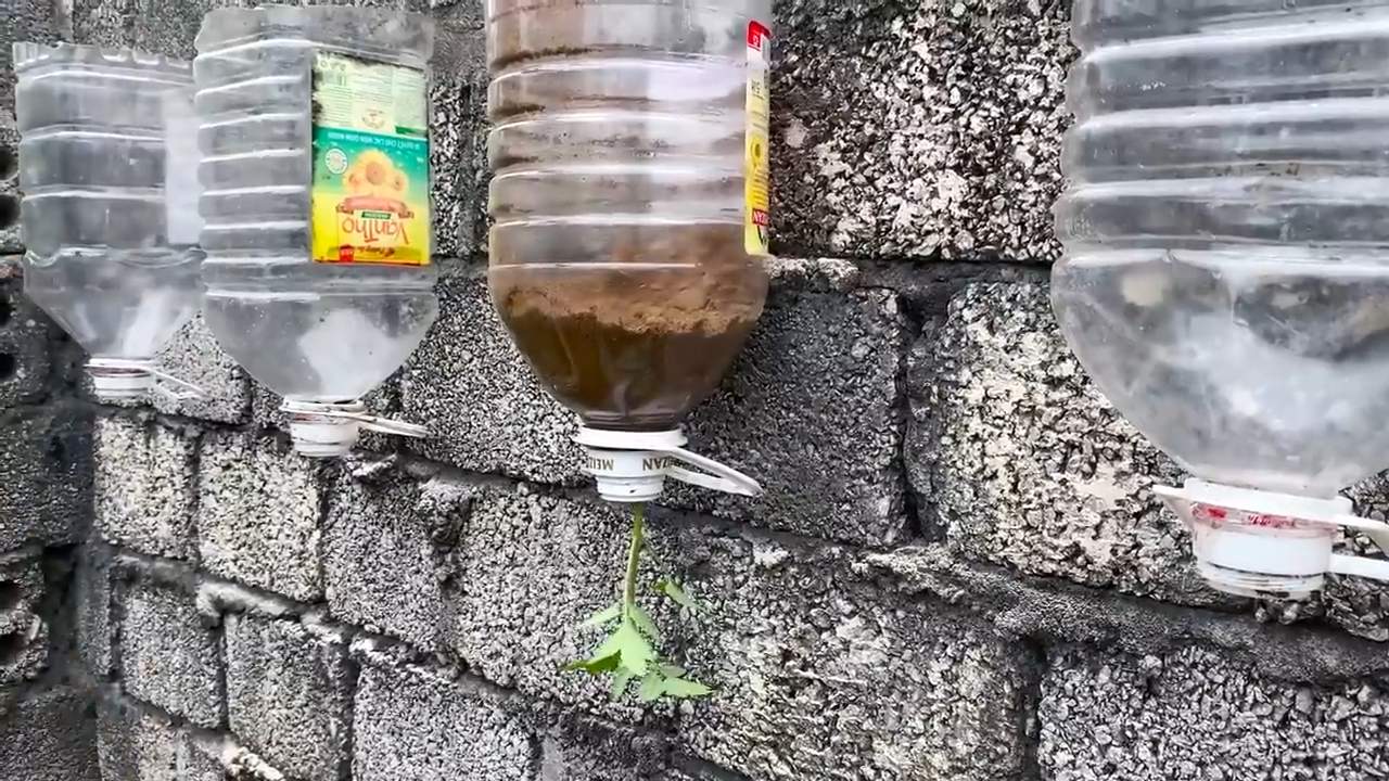 Windowsill Tomato Growing