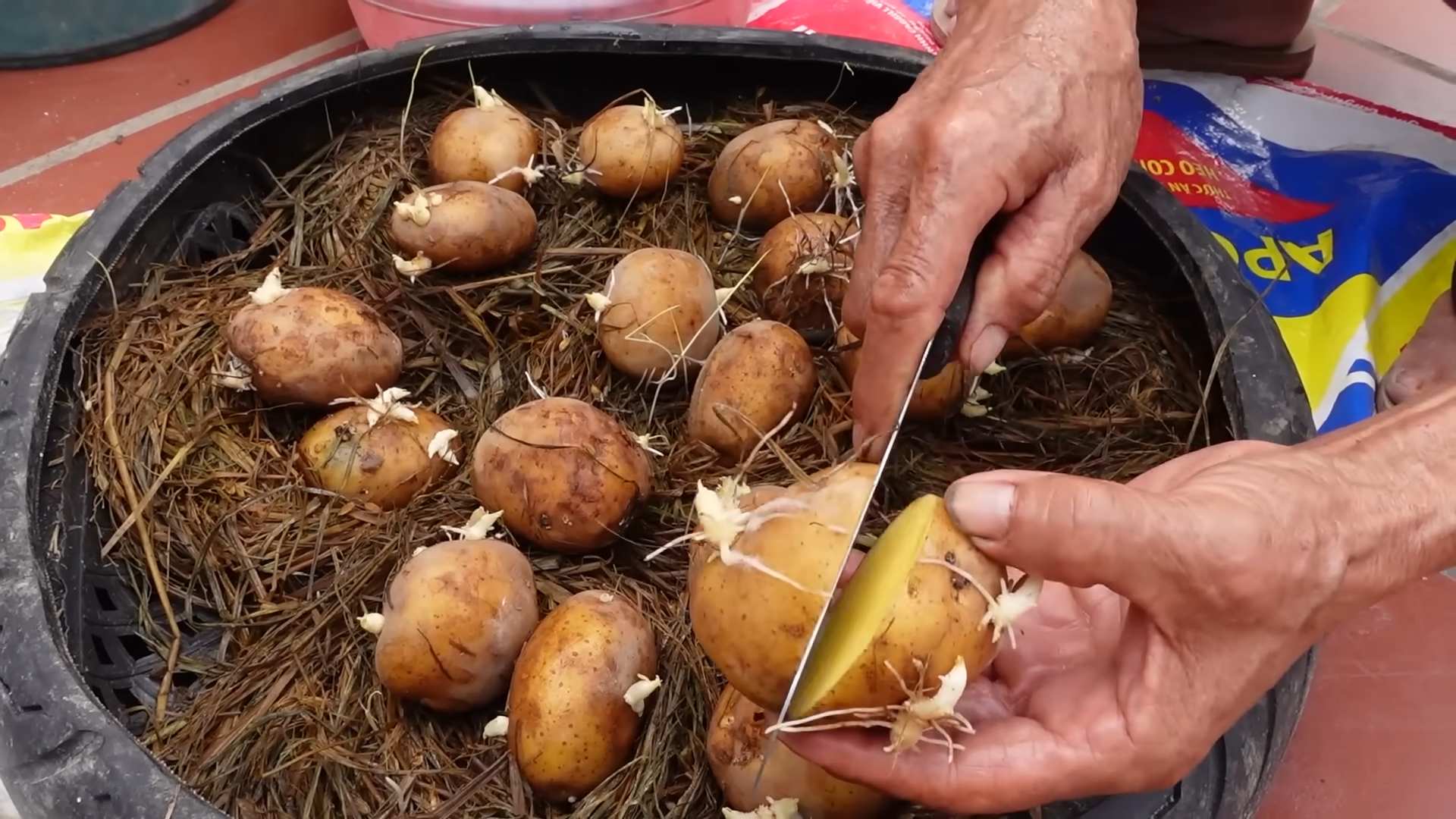 Potato storage hack