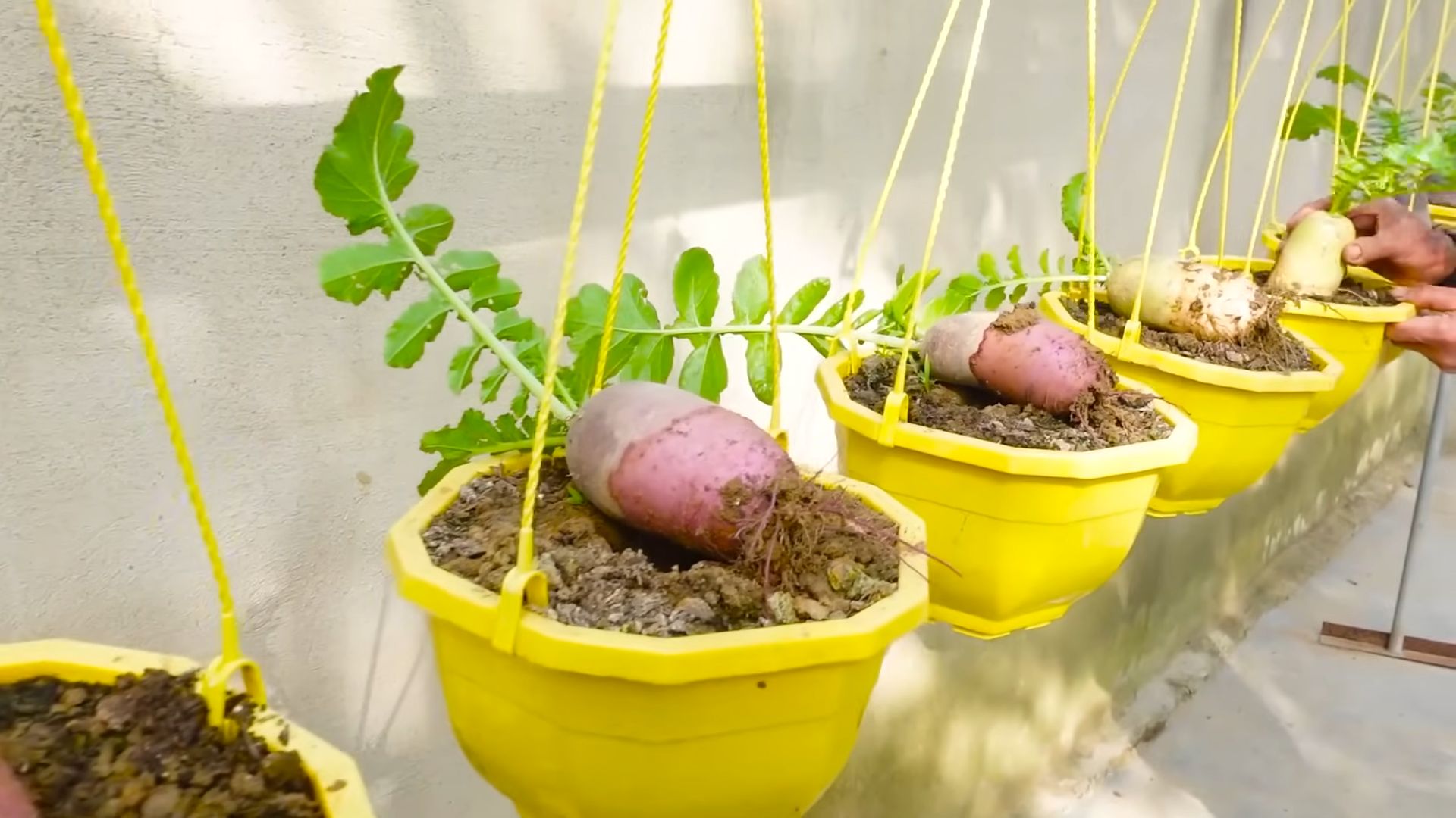 Grow Pink Radishes Easily