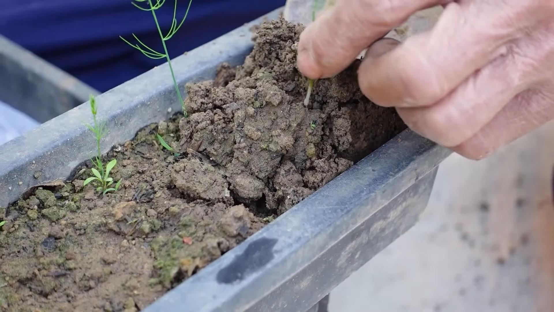 Grow asparagus at home