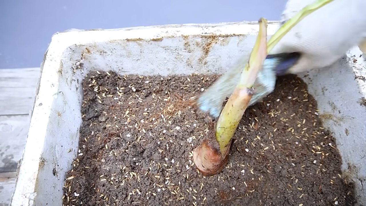 Easy banana growing method