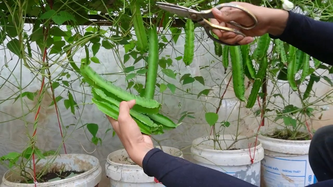 Winged Bean Grocery Savings