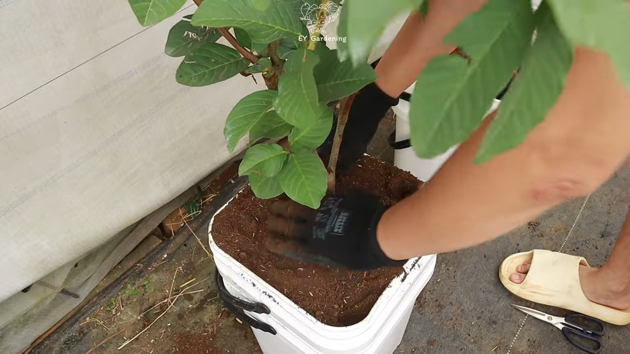 Terrace Grown Guava Harvest
