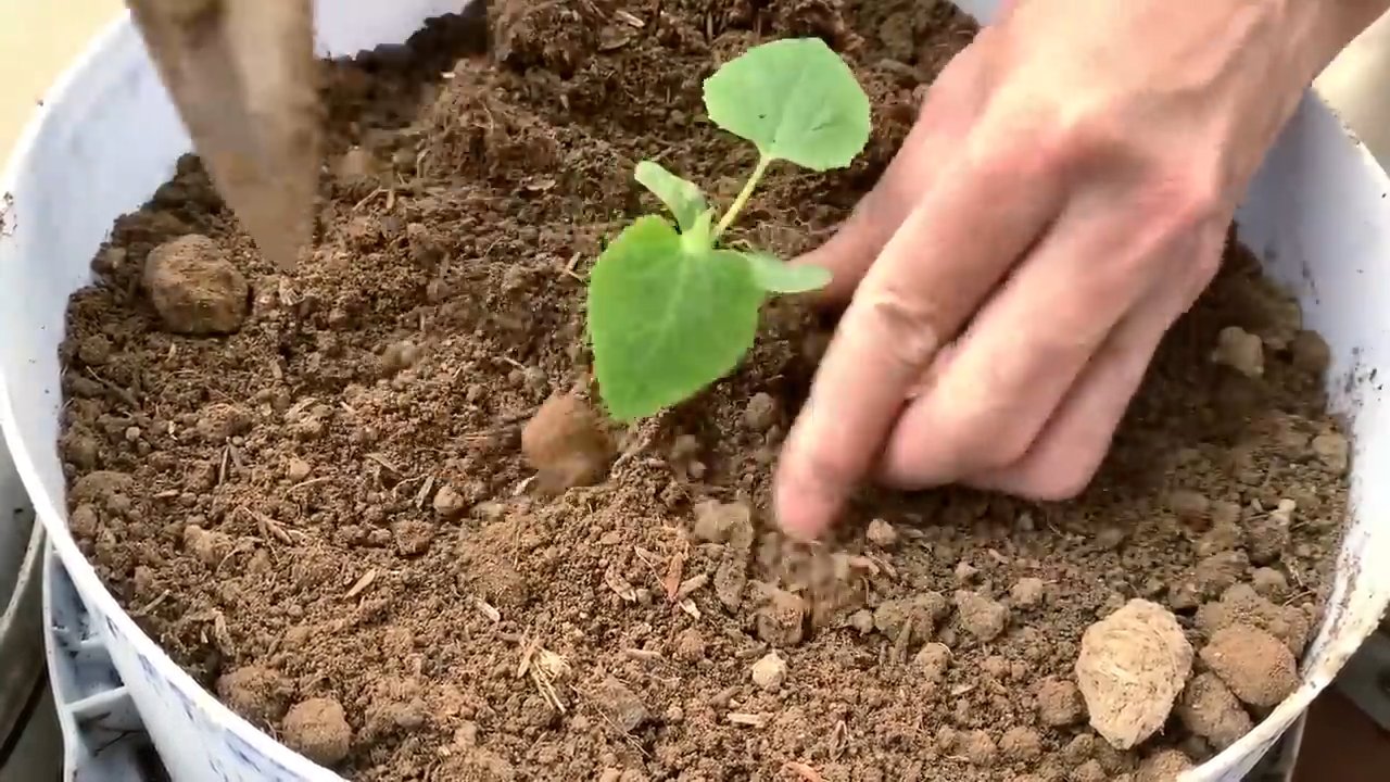 Growing melons at home