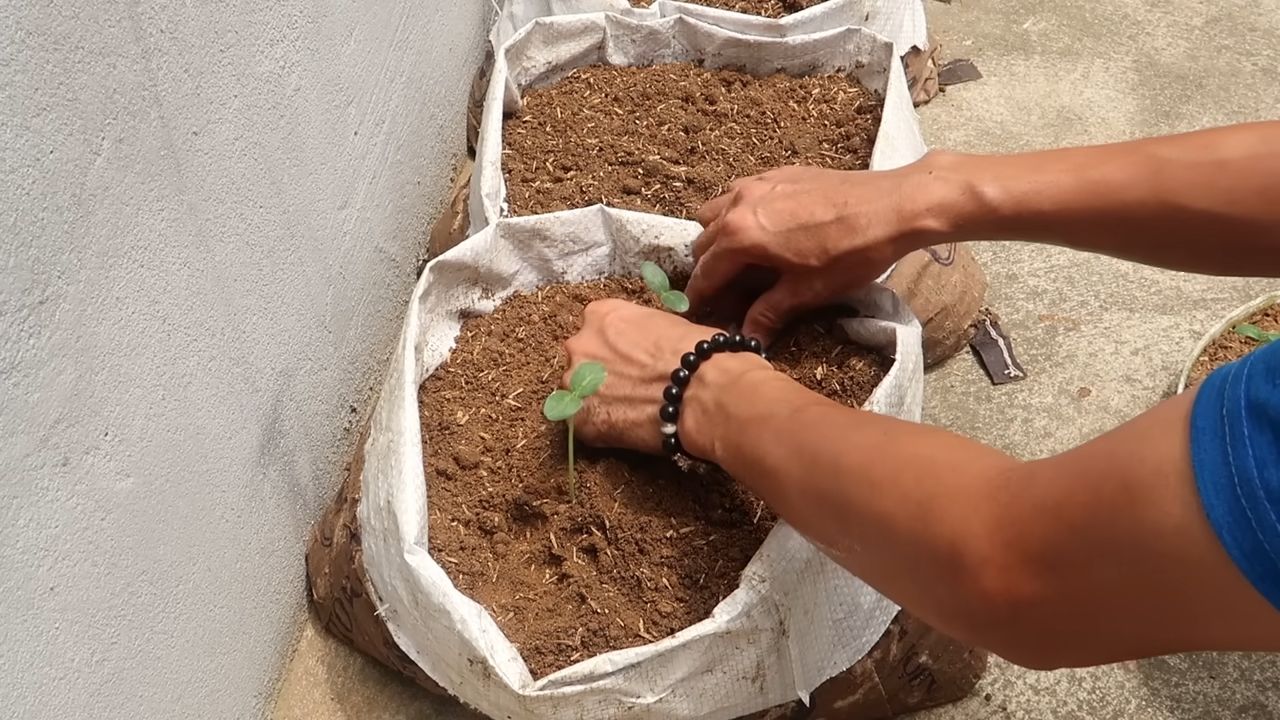 Start cucumbers from seed indoors