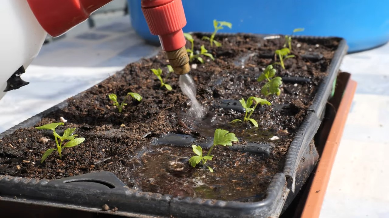 Container celery growing