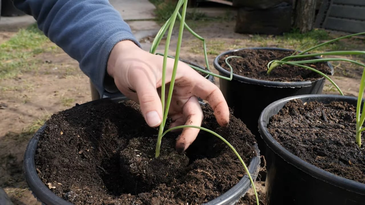 Growing onions in pots