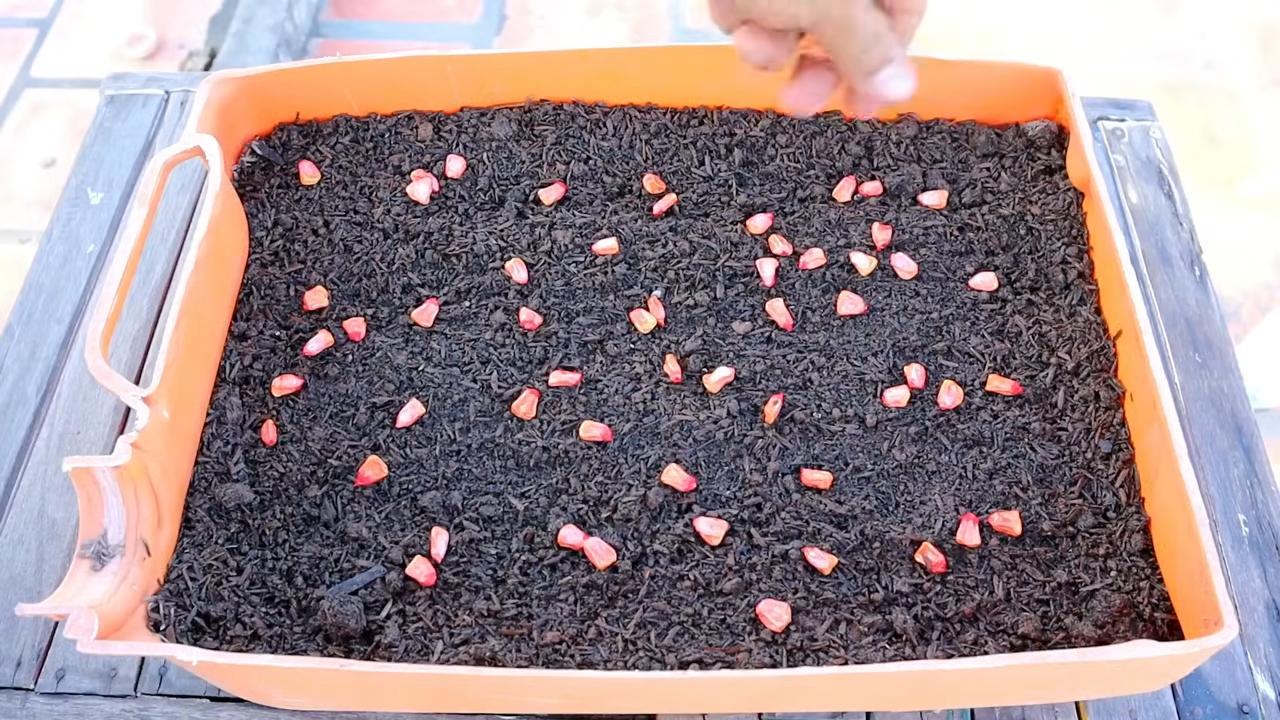 Growing Corn in Containers