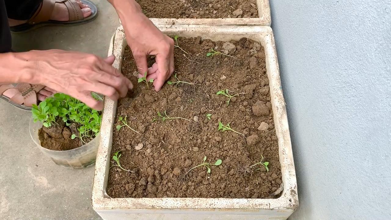 Styrofoam Bok Choy Growing Tips
