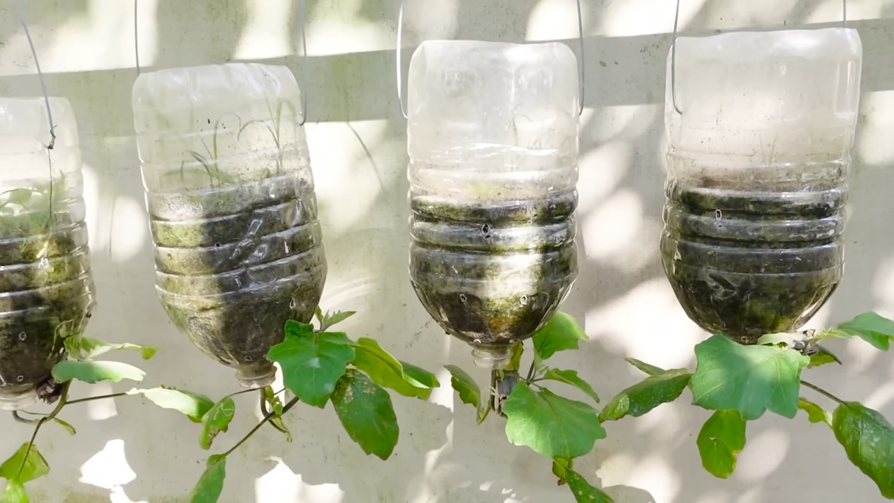 Grow Eggplants at Home