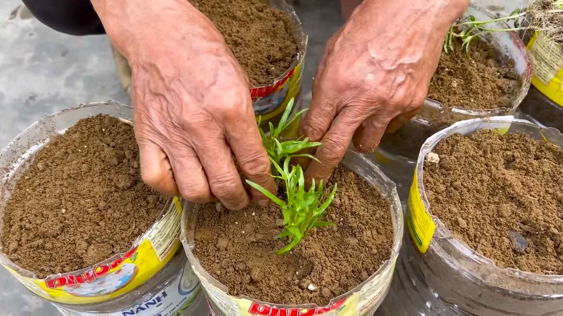 Water spinach growing hack