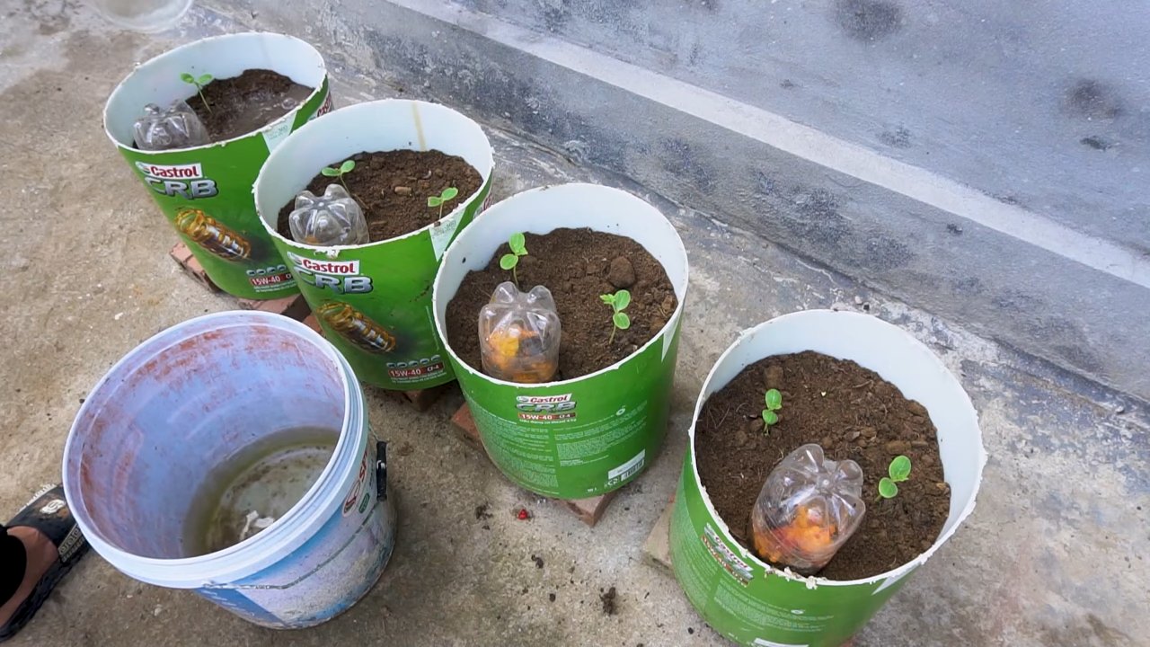 Growing watermelons in small spaces