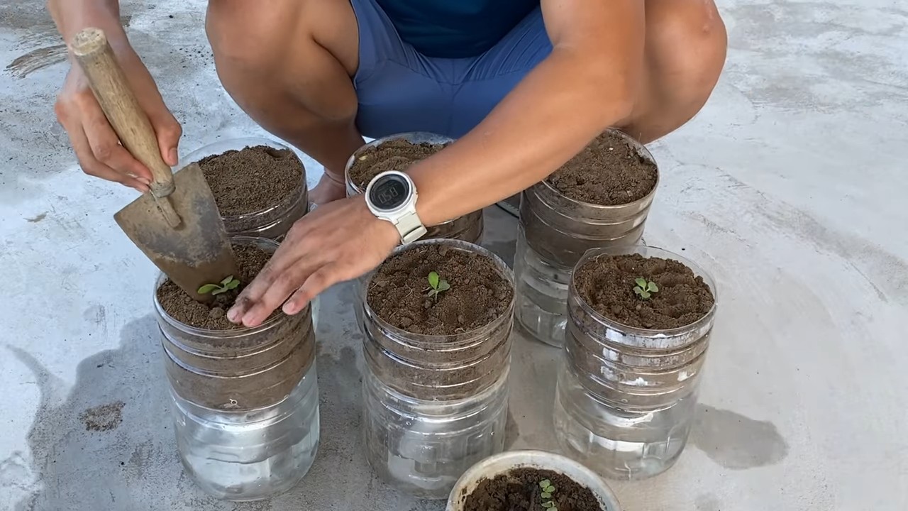 No Water Bottle Mustard Greens