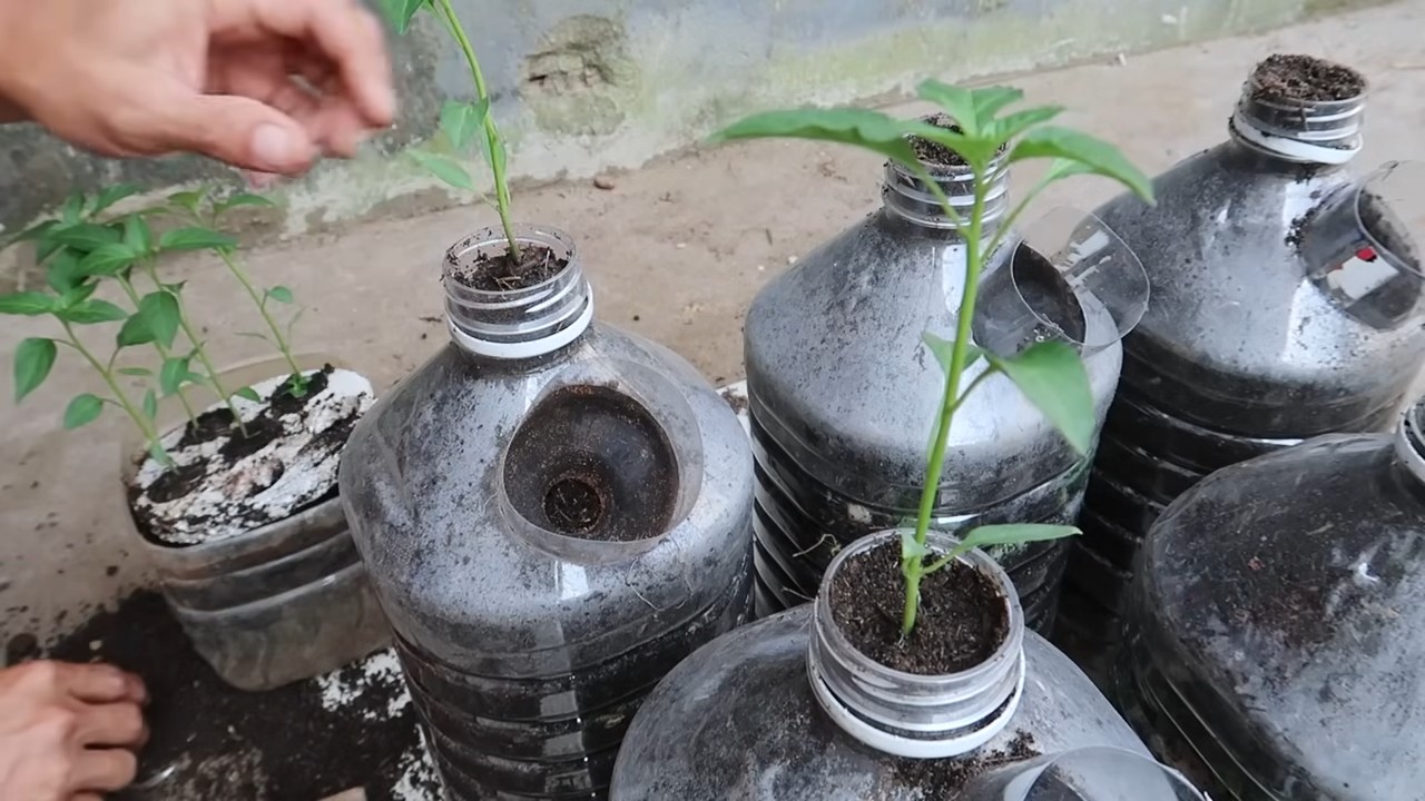 Bottle pepper growing