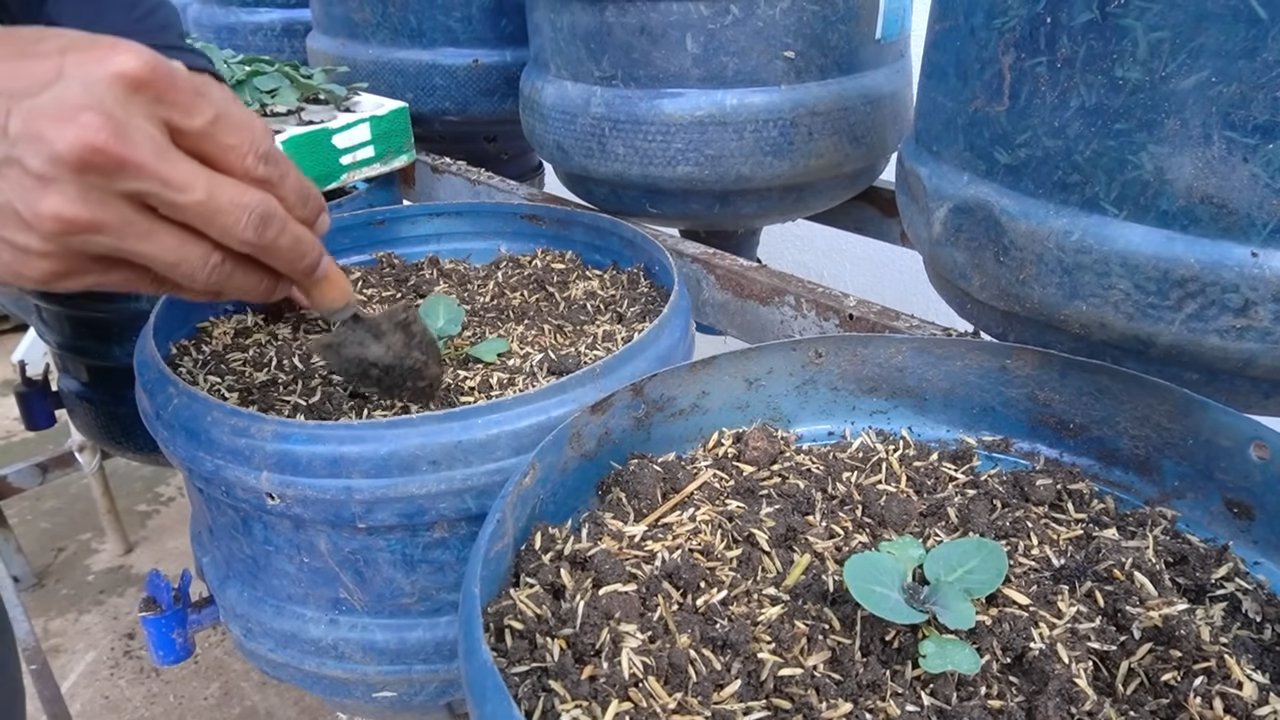 Grow Kailan for Bigger Harvest