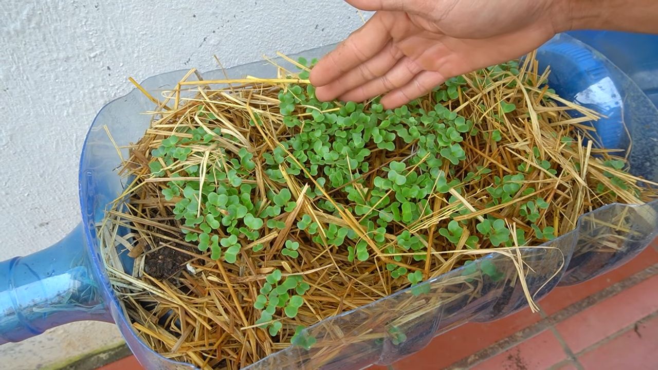 Grow bigger collard greens