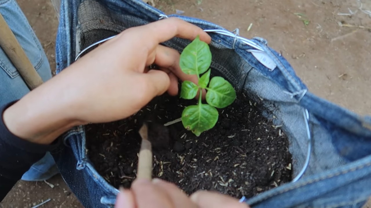 Jeans for Pepper Plant Support
