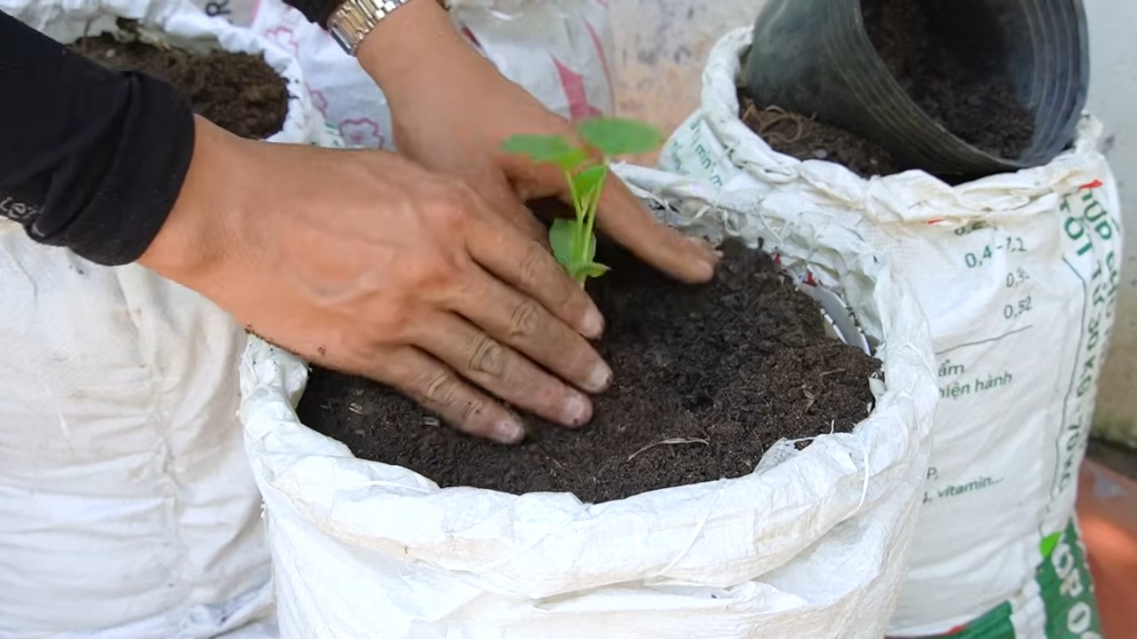 Grow bag cantaloupe