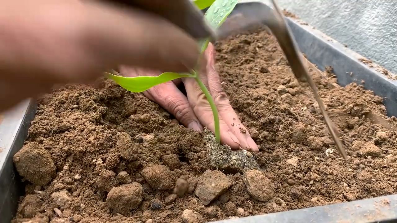 Grow angled luffa at home