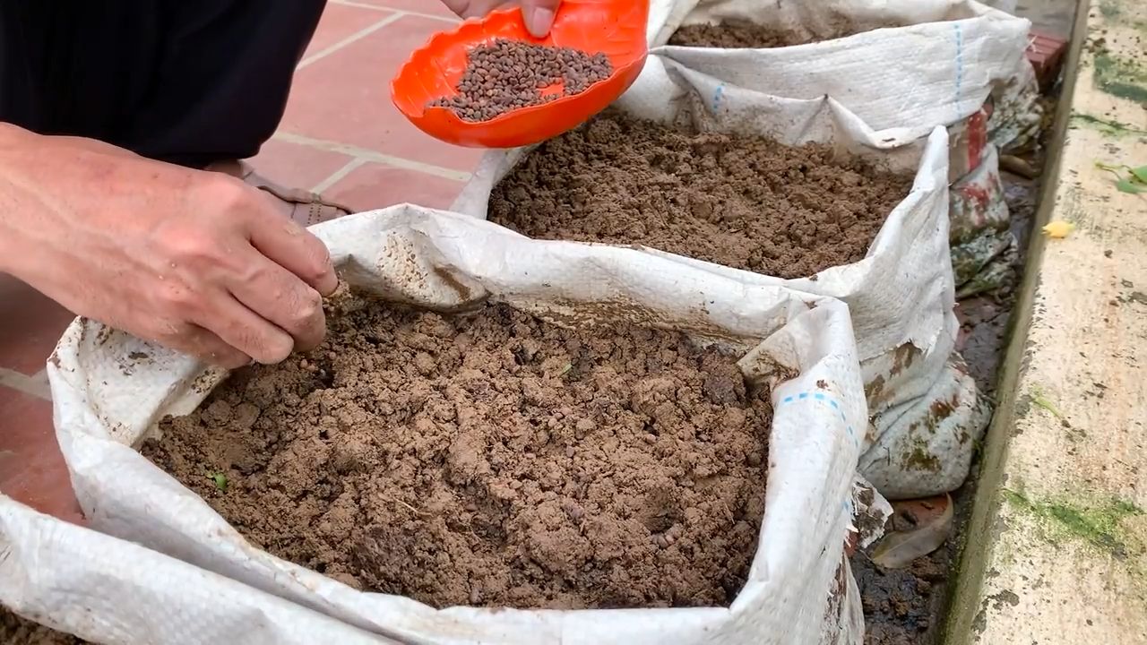 Grow Water Spinach Containers